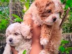 Terrier Puppies