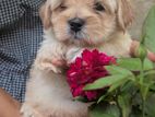 Terrier Puppies
