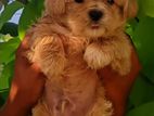 Terrier Puppies