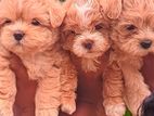 Terrier Puppies