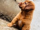 Terrier Puppy