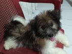 Terrier Puppy
