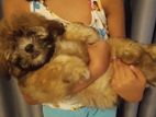 Terrier Puppy