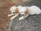 Tibetan Terrier Puppies