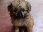 Terrier Puppy