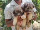 Terrier Puppy
