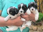 Terrier Puppies