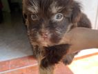Terrier Puppy