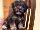 Terrier Puppy