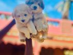 Terrier Puppies