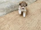 Terrier Puppies