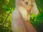 Terrier Puppy