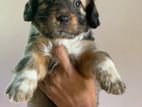 Terrier Puppy