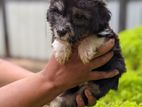 Terrier Puppies