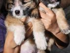 Terrier Shih Tzu Puppies