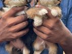 Terrier Shihtzu Mix Puppies