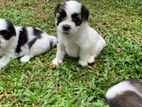 Terrier Shihtzu Mixed Puppies