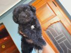 Terrier x Shih Tzu Mixed Puppies