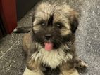 Terrier x Shih Tzu Puppies
