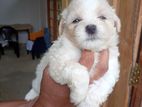 Terrier Puppies