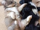 Shih Tzu Puppies