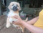 Terrier Puppies