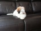 Tibetan Terrier Mix