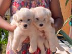 Terrier Puppies