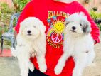 Terrior Puppies