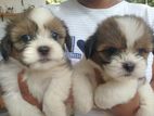 Terrier Puppy