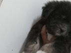 Terrier Puppy