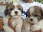 Terrier Puppies
