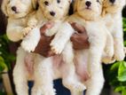 Terrier Puppies