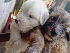 Terrier Puppies