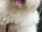 Terrier Dog