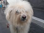 Terry Puppy