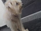 terry puppy