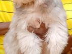 Terry Puppy