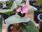 Tesaro Anthurium