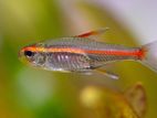 Tetra Fish