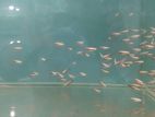 Tetra Fish