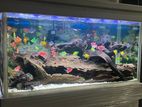 Tetra Fish