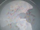 Tetra Fish