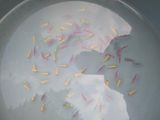 Tetra Fish