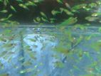 tetra fish