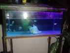 Tetra fish