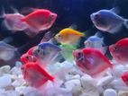 Tetra Fish