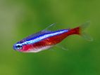 Tetras