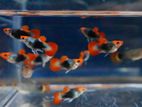 Texido Koi Guppy