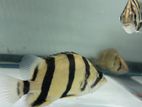 Thai Tiger Fish
